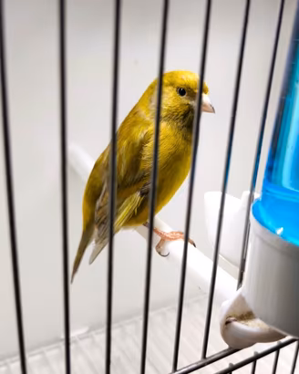 Ibrido Fanello x Canarina