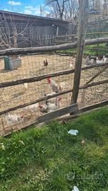 Galli ruspanti tutte le razze