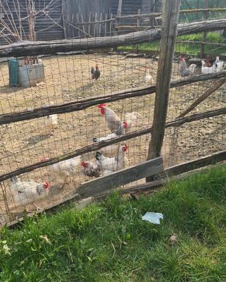 Galli ruspanti tutte le razze