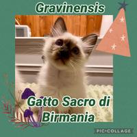 Ciccioli di Gatto Sacro di Biemania