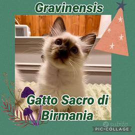 Ciccioli di Gatto Sacro di Biemania
