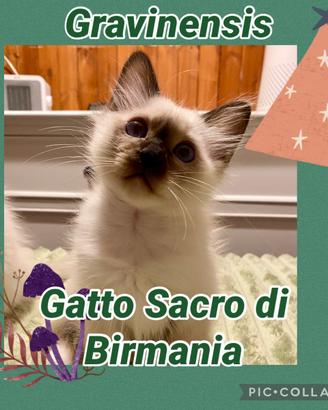 Ciccioli di Gatto Sacro di Biemania
