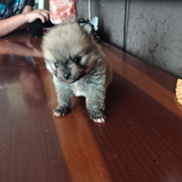 Ultima femminuccia di Spitz di Pomerania toy