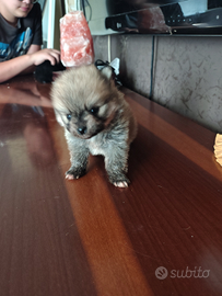 Ultima femminuccia di Spitz di Pomerania toy