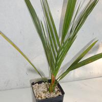 PALMA PHOENIX THEOPHRASTII