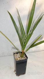 PALMA PHOENIX THEOPHRASTII