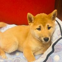 Cuccioli di shiba inu 2 mesi