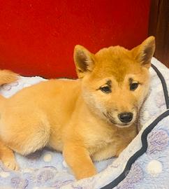 Cuccioli di shiba inu 2 mesi