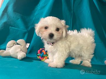 Cucciolo di Maltese Toy