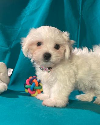 Cucciolo di Maltese Toy