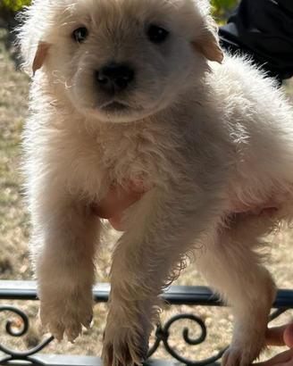 Amanti cani