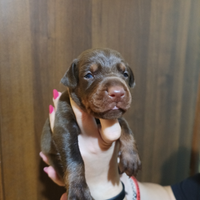 Cuccioli Dobermann Alta Genealogia