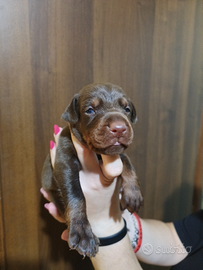 Cuccioli Dobermann Alta Genealogia