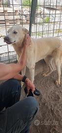 Tommy, Labrador Mix cucciolone in canile