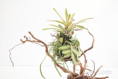 Kokedama con Neoregelia 'Tricolor', Rhipsalis