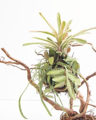 Kokedama con Neoregelia 'Tricolor', Rhipsalis