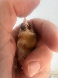 Cardellina femmina
