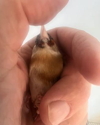 Cardellina femmina