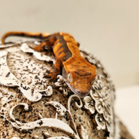 Correlophus ciliatus (geco ciliato)