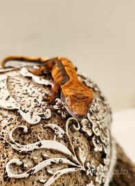 Correlophus ciliatus (geco ciliato)