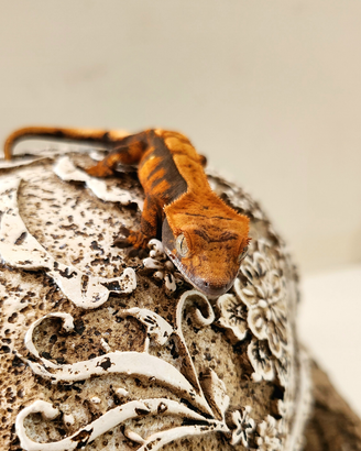 Correlophus ciliatus (geco ciliato)