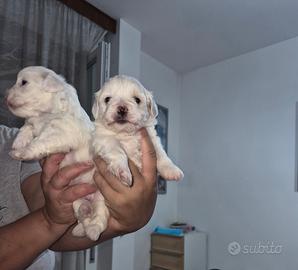Cani maltese