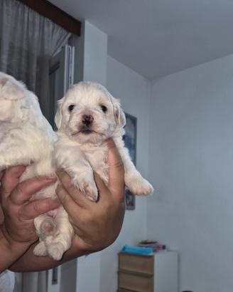 Cani maltese
