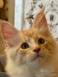 Cucciola Maine Coon