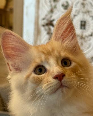 Cucciola Maine Coon
