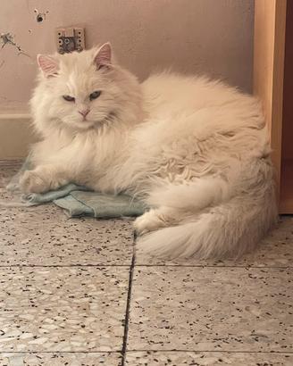 Gatta persiana tutta bianca