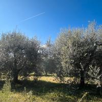 Vendita ulivi produttivi da olio
