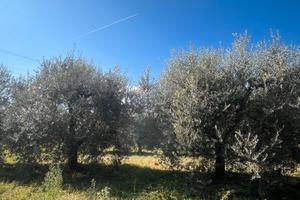 Vendita ulivi produttivi da olio