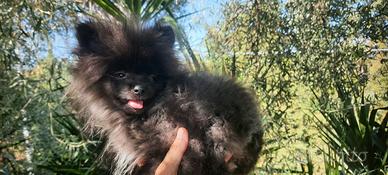 Spitz Pomerania super nano di 5 mesi