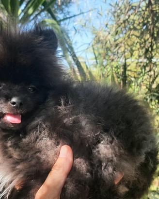 Spitz Pomerania super nano di 5 mesi