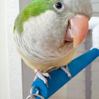 Parrocchetto monaco verde