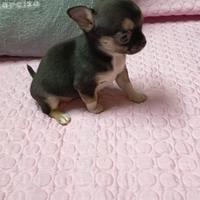 Cuccioli chihuahua