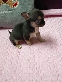 Cuccioli chihuahua