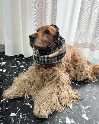 Snood per Cocker - Protezione orecchie regolabile