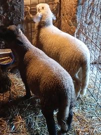 Agnello pecora montone