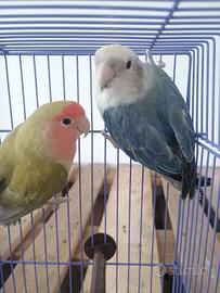 Inseparabili in coppia