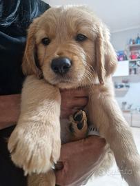 Cucciolo di gold retriever