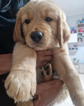 Cucciolo di gold retriever