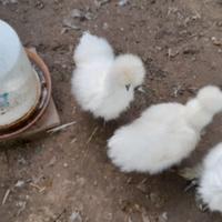 Galli e pollastre-giovani galline moroseta bianca