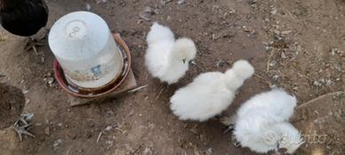 Galli e pollastre-giovani galline moroseta bianca