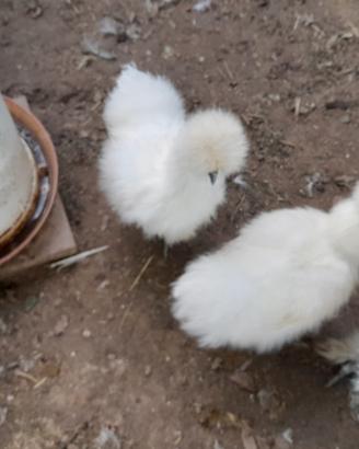 Galli e pollastre-giovani galline moroseta bianca