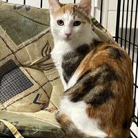 Diamante gatta tricolore