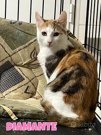 Diamante gatta tricolore