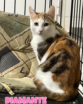 Diamante gatta tricolore