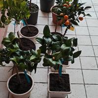 piante agrumi vari 