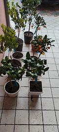 piante agrumi vari 